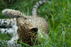 leopard (18 von 60).jpg